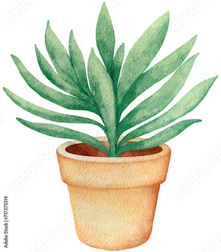 Autumn Plant cactus 
