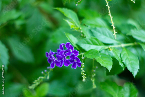  Purple small flowers on blurred background, Selective focus,Blue Flowers of Sapphire Showers (Duranta erecta L) bloom flower on blurred nature background,Close-up of purple flowering plant, photo