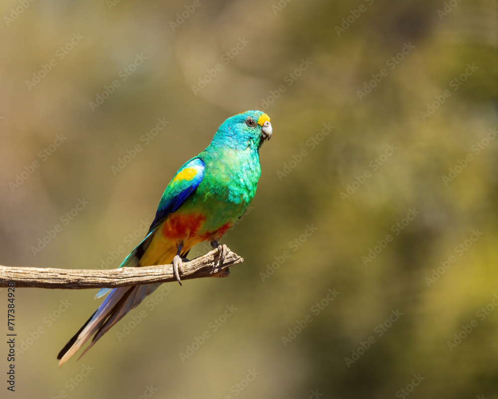 Mulga Parrot (Psephotus varius)