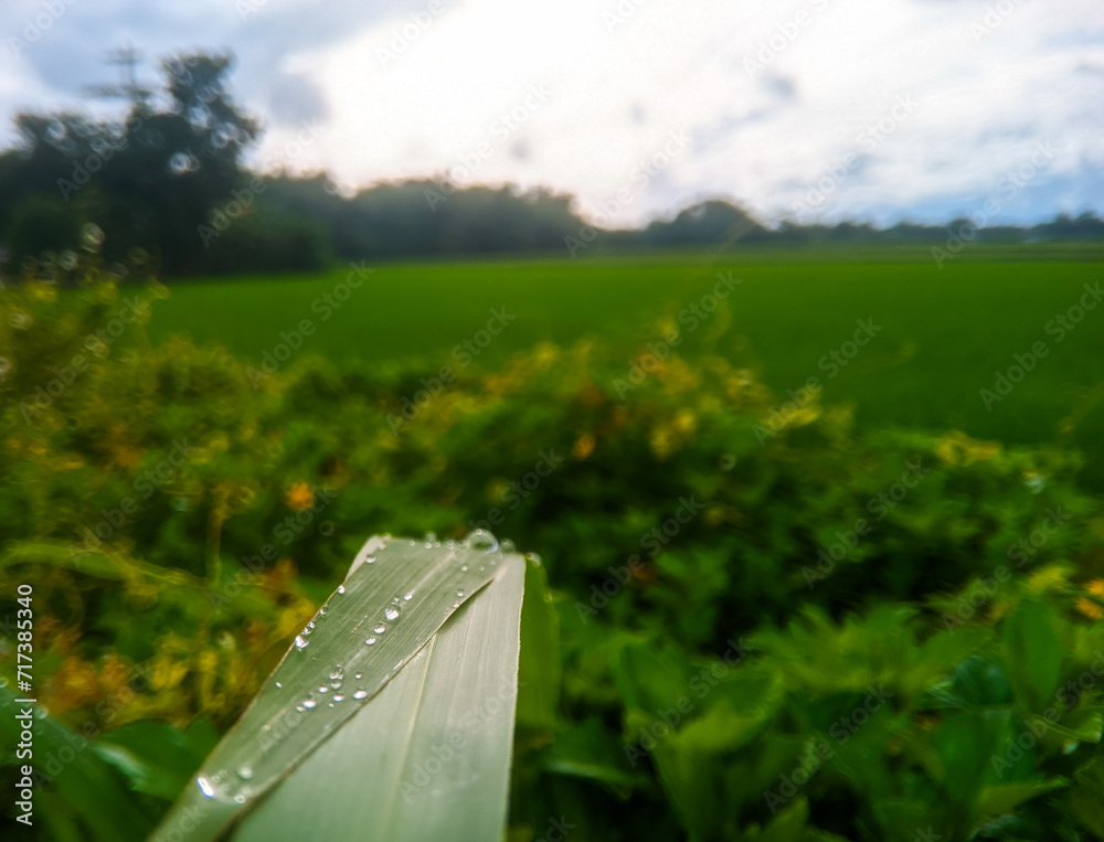 Dew on leaves with a view of rice fields in the background 
