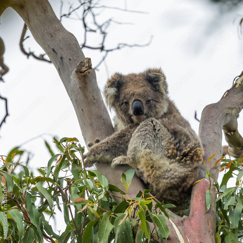 Fototapeta premium Koala (Phascolarctos cinereus)