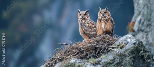 Young Eurasian eagle owls perched on their nest rock.