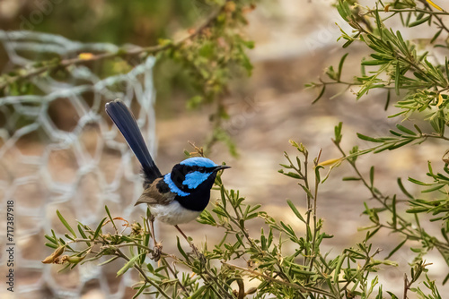 Superb Fairywren (Malurus cyaneus)