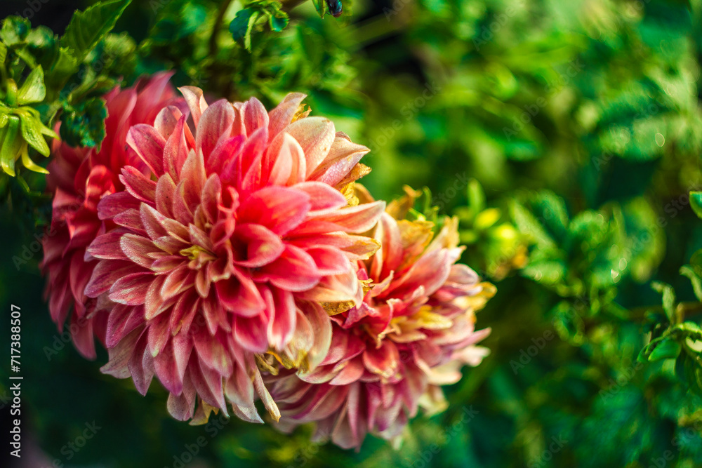 This Dahlia symbolizes sweet love and lasting happiness. red dahlias also symbolize the enthusiasm and intense passion of youth. This Dahlia symbolizes sweet love and lasting happiness. red dahlias also symbolize the enthusiasm and intense passion of youth.