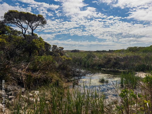 Piccaninnie Ponds Conservation Park; conserves a wetland (fed by freshwater springs) of 862 hectares located in South Australia photo