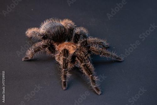 A large tarantula sits on a rock in a desert environment. The tarantula is brown and black, with long, hairy legs. The rock is large and smooth, with a few small plants growing around it. The sun is s