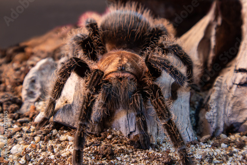 A large tarantula sits on a rock in a desert environment. The tarantula is brown and black, with long, hairy legs. The rock is large and smooth, with a few small plants growing around it. The sun is s
