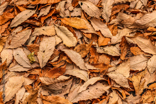 Leaf fall in Autumn. leaf background.Seamless loopable background from autumn leaves.