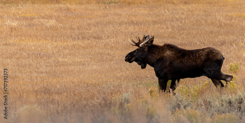 Bull Moose trotting moving fall autumn field