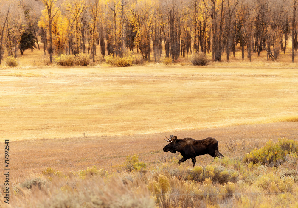 Bull Moose trotting moving fall autumn field