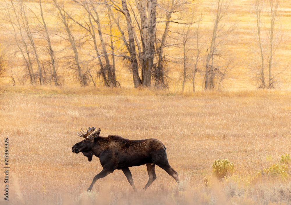 Bull Moose trotting moving fall autumn field Bull Moose trotting moving fall autumn field