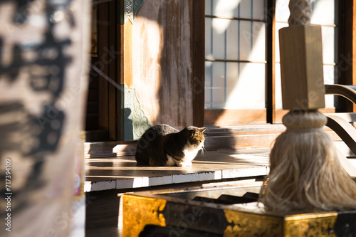 Foto 小野照崎神社の猫