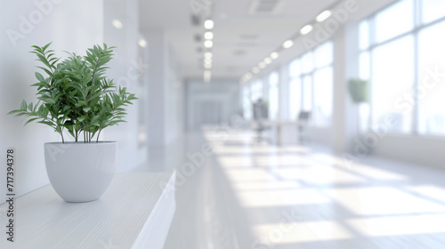 Bright office space with a potted plant in foreground.