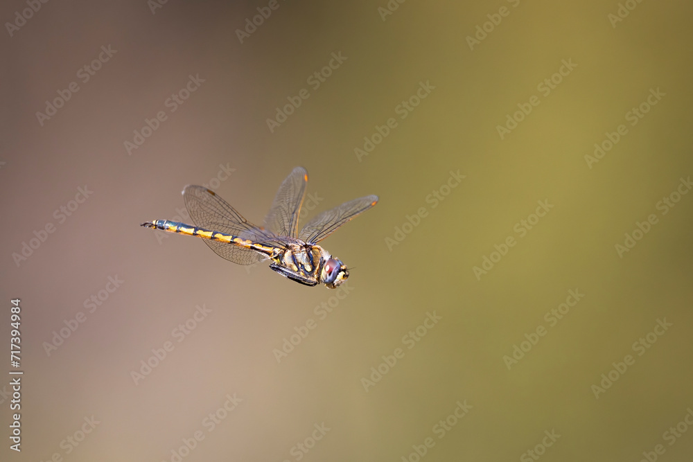Tau Emerald Dragonfly (Hemicordulia tau) Tau Emerald Dragonfly (Hemicordulia tau)