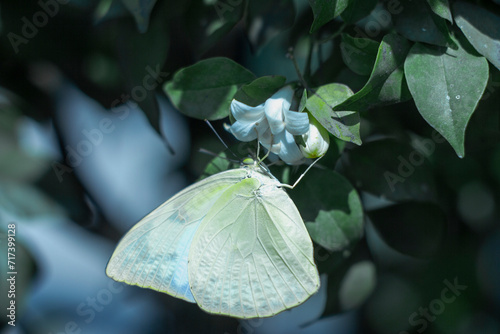 Close-up of butterfly on tree,Close-up of butterfly on flower,Close-up of butterfly pollinating on flower,butterflies from leaf-eating caterpillars, simple colors, small insects,Close-up of butterfly 