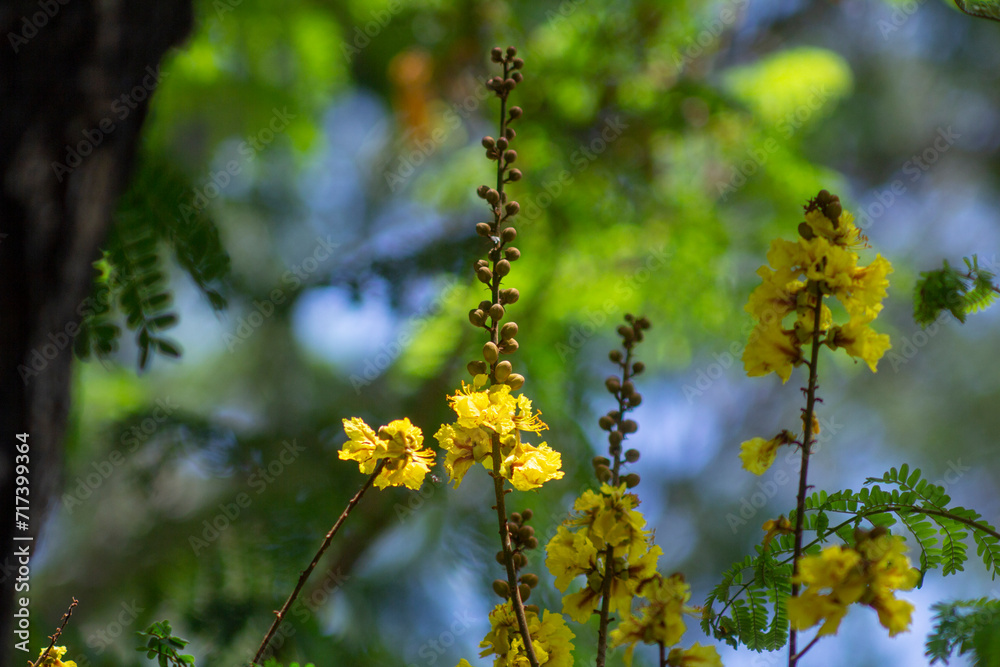 :Low angle view of yellow flower blooming on tree against building, Golden shower(Cassia fistula) flowers national of thailand, on roadside in the countryside.Blossom Cassia fistula flower against the :Low angle view of yellow flower blooming on tree against building, Golden shower(Cassia fistula) flowers national of thailand, on roadside in the countryside.Blossom Cassia fistula flower against the