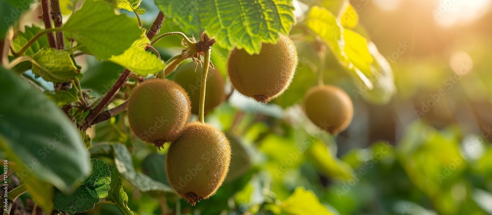 Ripe organic kiwi growing in a small garden. Ripe organic kiwi growing in a small garden.