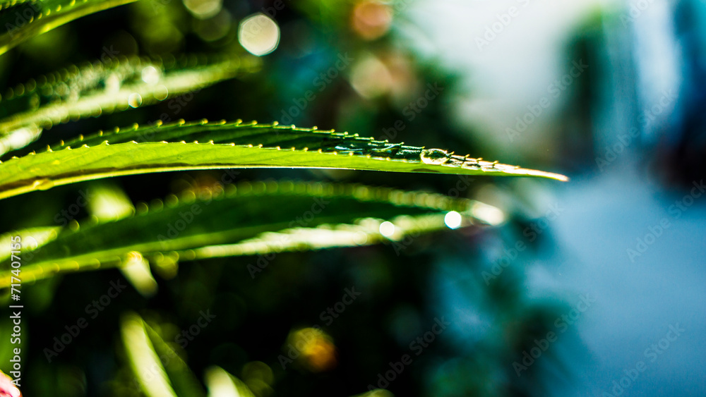 The dense foliage makes the mystery in the wild forests.
 The green leaves have dew drops on their stems, the sunlight sparkles behind the leaves