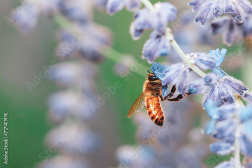 Close up shot of bee on a Lavender flowers