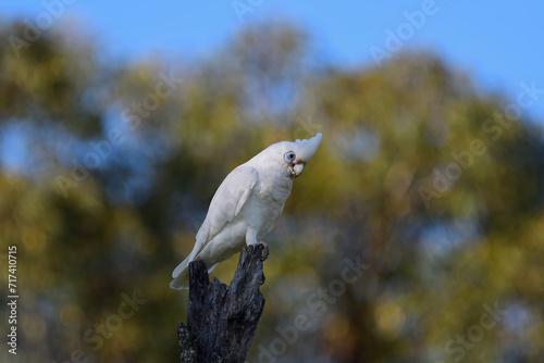 Coy looking Australian adult Little Corella -Cacatua sanguinea- bird perched on an old tree stump in warm, colourful, soft early morning light bokeh