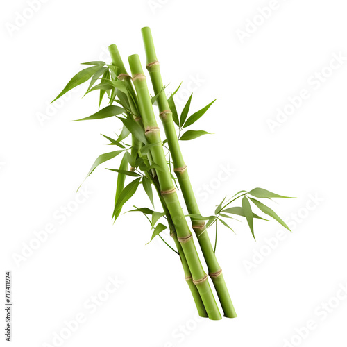 Green bamboos isolated on transparent and white background