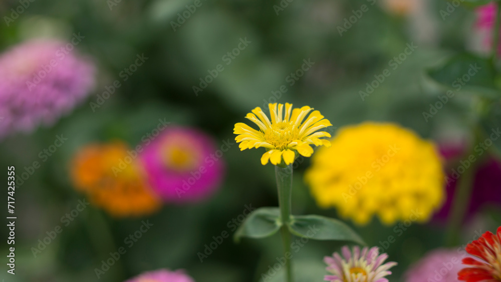 Obraz premium Pretty white petals of cosmos flowers blossom on green leaves and small bud in a field,Field of white petals Chamomile or Marguerite daisy flower in fallen season, green leaves on background,