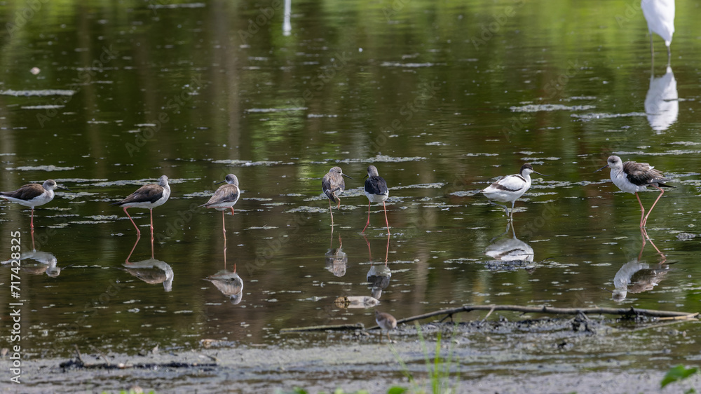 Gorgeous Pied Avocet Bird Wading in Shallow Waters