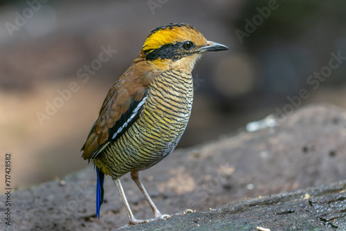 A remarkable image of the Bornean Banded Pitta (Pitta schwaneri) in its lush rainforest habitat and making it a true jewel of the Bornean rainforests.