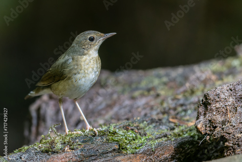 An enchanting photograph capturing the delicate elegance of a female Siberian Blue Robin (Larvivora cyane). Its understated yet exquisite plumage and gentle presence exemplify the charm of this bird.