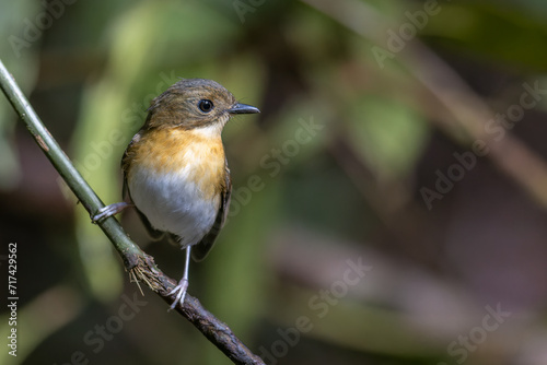 A captivating photograph capturing the grace of a Rufous-Chested Flycatcher (Ficedula dumetoria) as it perches on a slender tree branch in its woodland habitat.
