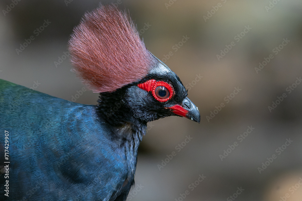 Crested Partridge (Rollulus rouloul) showcasing its exquisite and distinctive appearance. This beautiful bird, with its elegant plumage and crested head, is a testament to the diversity of wildlife. Crested Partridge (Rollulus rouloul) showcasing its exquisite and distinctive appearance. This beautiful bird, with its elegant plumage and crested head, is a testament to the diversity of wildlife.