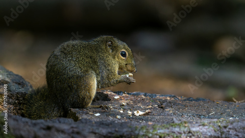 Nature wildlife image of Bornean Mountain Ground Squirrel on deep jungle forest.