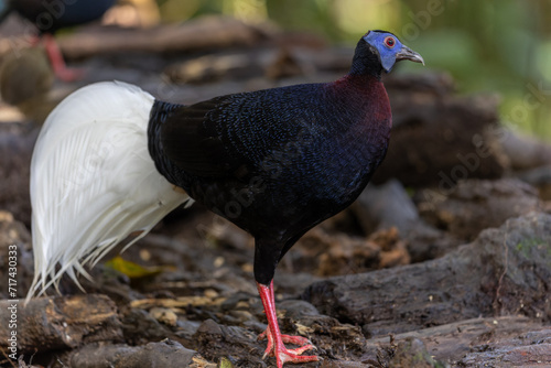 Majestic Bulwer's Pheasant in the Wild. An exquisite image capturing the beauty of a Bulwer's Pheasant in its natural habitat. is a true symbol of the wonders of the avian world.