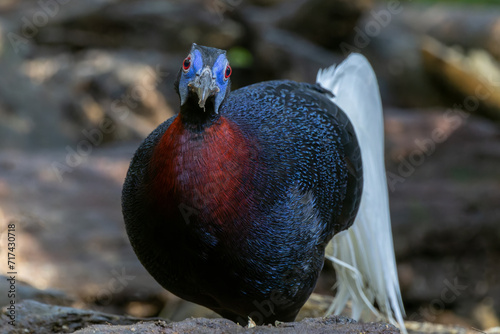 Majestic Bulwer's Pheasant in the Wild. An exquisite image capturing the beauty of a Bulwer's Pheasant in its natural habitat. is a true symbol of the wonders of the avian world. photo