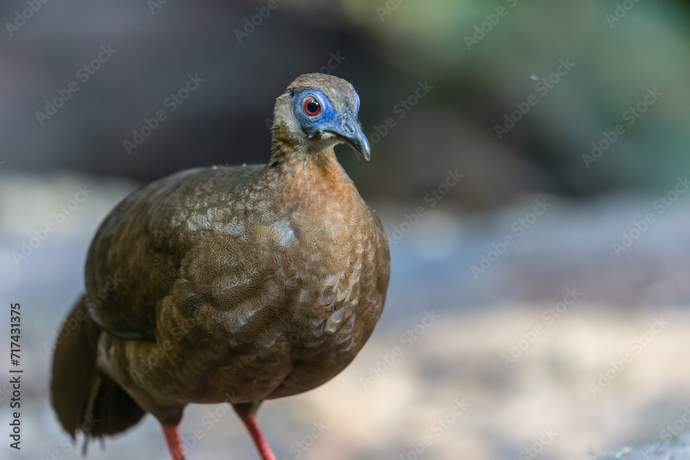 Majestic Bulwer's Pheasant in the Wild. An exquisite image capturing the beauty of a Bulwer's Pheasant in its natural habitat. is a true symbol of the wonders of the avian world. Majestic Bulwer's Pheasant in the Wild. An exquisite image capturing the beauty of a Bulwer's Pheasant in its natural habitat. is a true symbol of the wonders of the avian world.