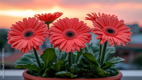 red gerber flowers