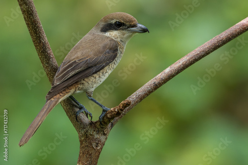 Nature wildlife image of Graceful Brown Shrike A Master of Stealth and Precision in the Wild