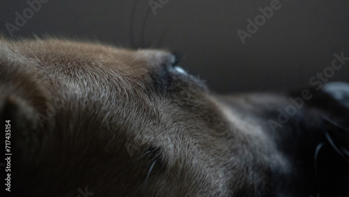 close up of a dog eye