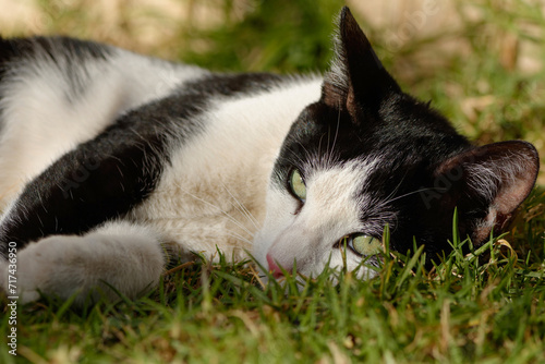 Chaton noir et blanc en gros plan