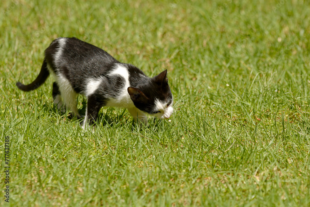 Chaton noir et blanc dans l'herbe
