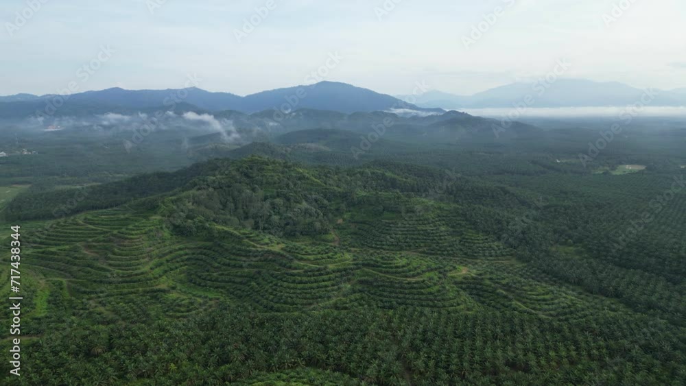 Drone shot Malaysia oil palm tree plantation in morning Drone shot Malaysia oil palm tree plantation in morning