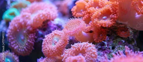 Corals, found in the class Anthozoa of Cnidaria, are marine invertebrates. © TheWaterMeloonProjec
