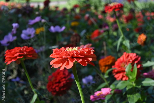 red flowers in the garden © Ian