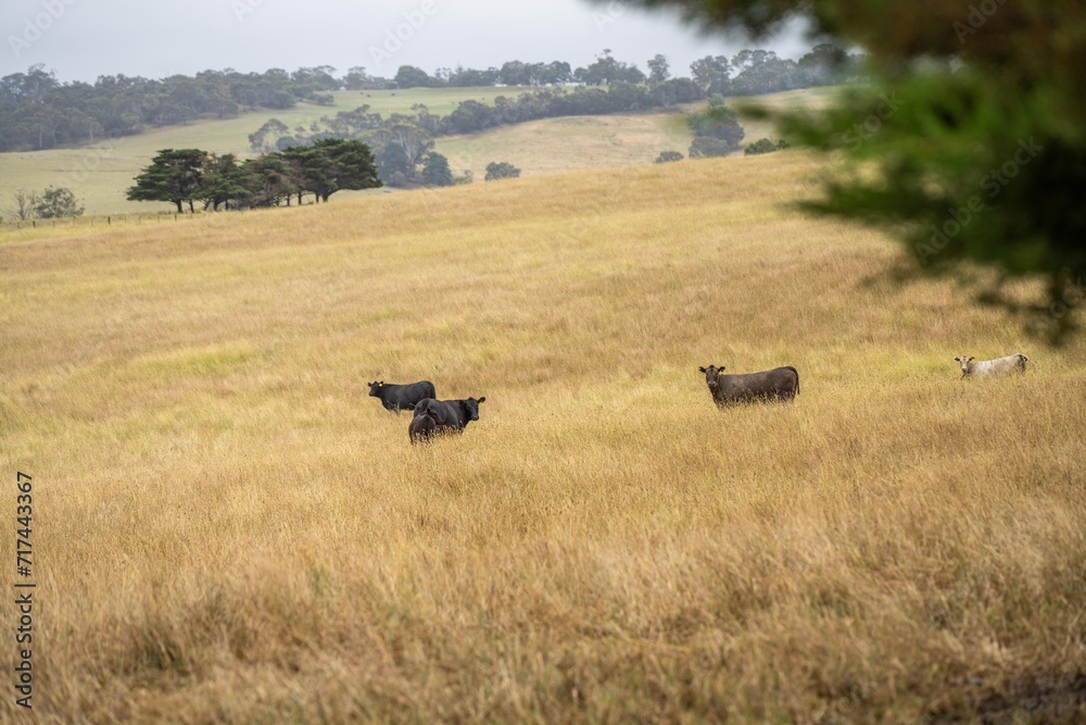 future livestock farming, sustainable agriculture practices on a cow farm in australia in summer future livestock farming, sustainable agriculture practices on a cow farm in australia in summer