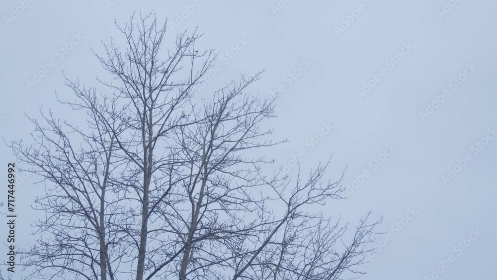 Bare tree top in windstorm cloudy day Bare tree top in windstorm cloudy day