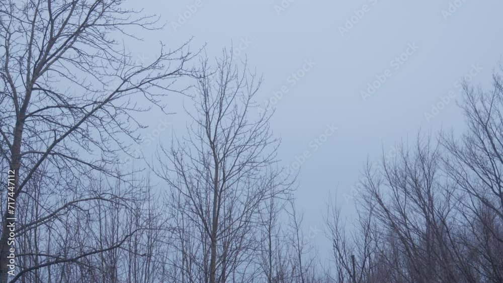 Bare tree top in windstorm cloudy day Bare tree top in windstorm cloudy day