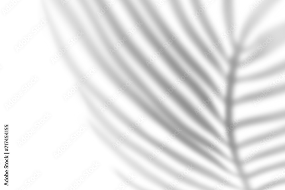 Abstract Blurred palm Leaf Shadow on transparent background, creating gentle pattern