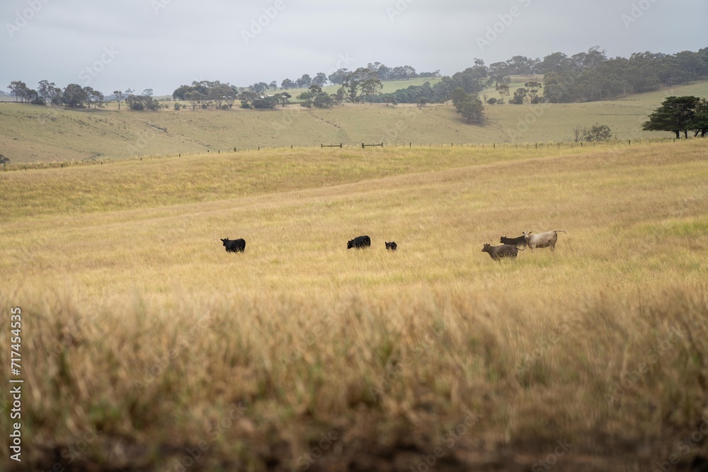 herd of cattle in an agriculture farming landscape in a hot dry summer on a farm in australia