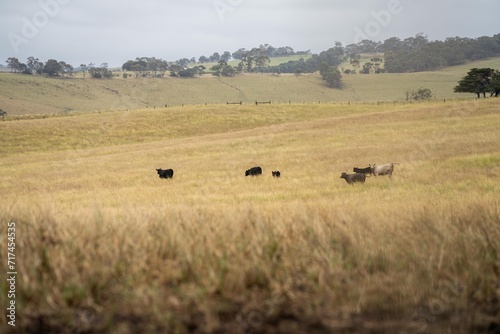 herd of cattle in an agriculture farming landscape in a hot dry summer on a farm in australia © William