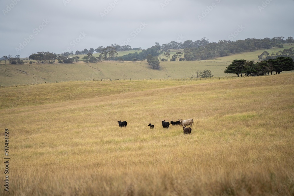 future livestock farming, sustainable agriculture practices on a cow farm in australia in summer